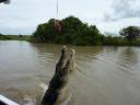 jumping crocodile 1