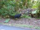 Cassowary