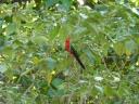 King parrot