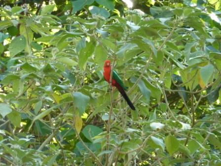 King parrot