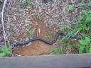 red-bellied black snake