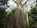 Curtain Figtree