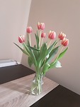 Hollandse pracht