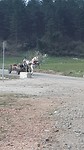 Paard en wagen