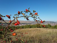 Zondagse wandeling