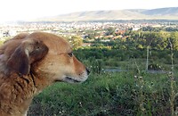 Oppassen op oa de hond