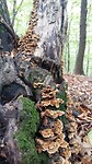 Paddenstoelenjacht