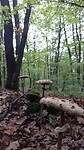 Paddenstoelen jacht