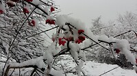 Genieten van wintersschoon