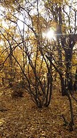 Goud in de natuur