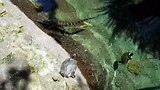 Alligator en schilpadden