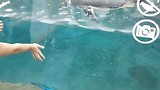 Pinguïns