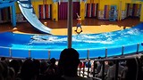 Zeeleeuwen show