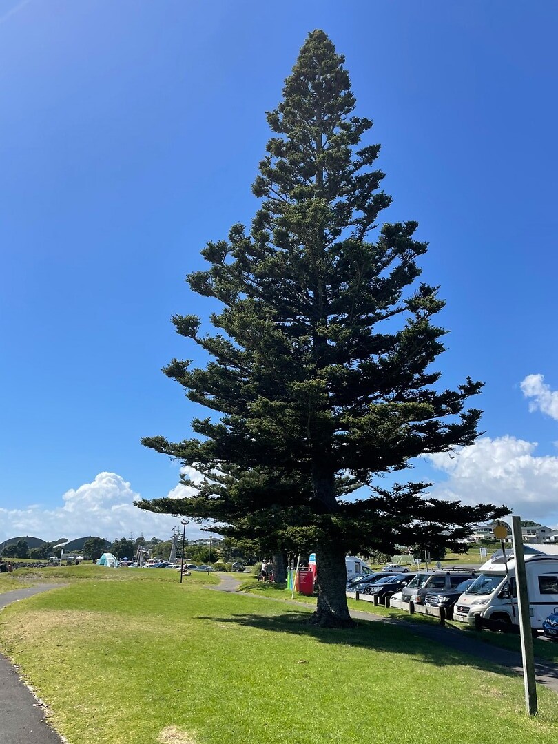 Norfolk Pine