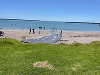 Strand New Plymouth