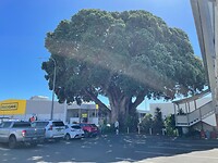 Mega boom bij Motel New Plymouth