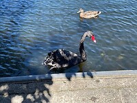 New Plymouth (47)