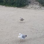 Bezoekers op Bloemendaal aan Zee