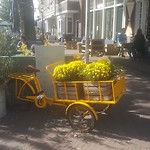 Harlingen