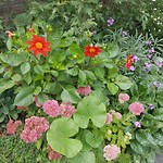 Mooie bloemen