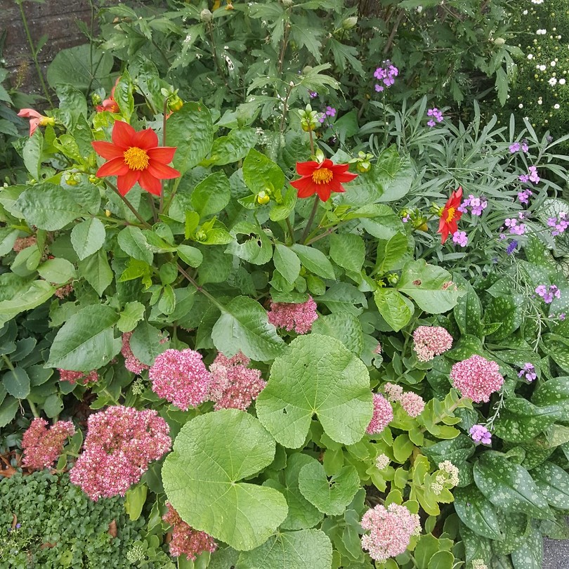 Mooie bloemen