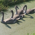 Zwanenjongen
