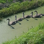 Prachtige zwanen jongen