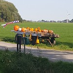 Pompoenen