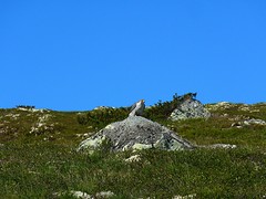 Trotse roofvogel