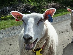 Beeeee......