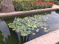 Mooie waterlelies