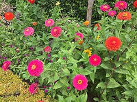 Prachtige bloemen