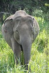 Olifant