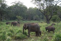 Minneriya np