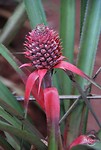Rode ananas