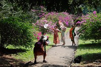 Botanische tuin Kandy