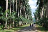 Botanische tuin Kandy