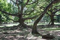 Botanische tuin Kandy