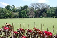 Botanische tuin Kandy