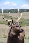 Sambar, soort hert