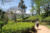 Wandelpad naar Adam’s Peak