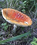 Op een grote paddenstoel....