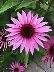 Botanische tuin in Tartu