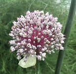 Botanische tuin Tartu