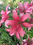 Botanische tuin Tartu