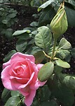 Botanische tuin Tartu