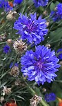 Bloemen in Letland