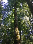 Bialowieza forrest