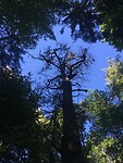 Bialowieza forrest
