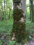 Bialowieza forrest